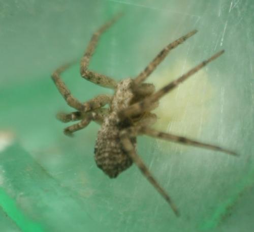 Réf. 278 141 : Philodromus sp.